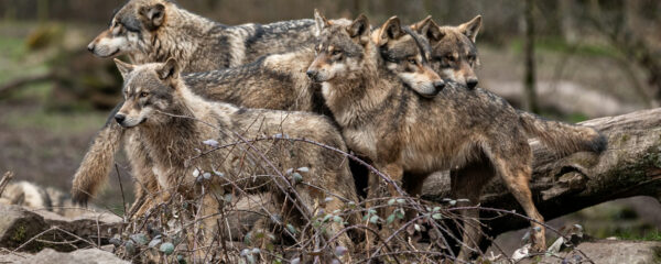 loup gris d_europe